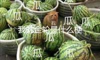 我的金輪是什么梗
