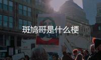 斑鳩哥是什么梗